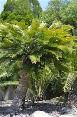 APII jpeg image of Cycas megacarpa  © contact APII