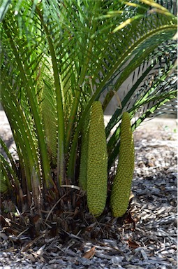 APII jpeg image of Macrozamia miquelii  © contact APII