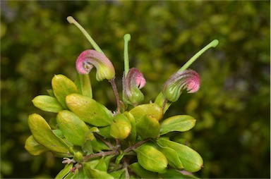 APII jpeg image of Grevillea masonii  © contact APII