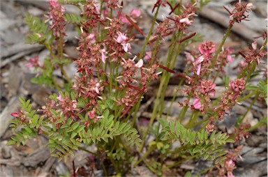 APII jpeg image of Indigofera baileyi  © contact APII