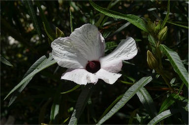 APII jpeg image of Hibiscus heterophyllus subsp. heterophyllus  © contact APII