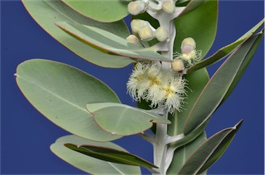 APII jpeg image of Eucalyptus pleurocarpa  © contact APII