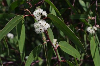 APII jpeg image of Eucalyptus haemastoma  © contact APII