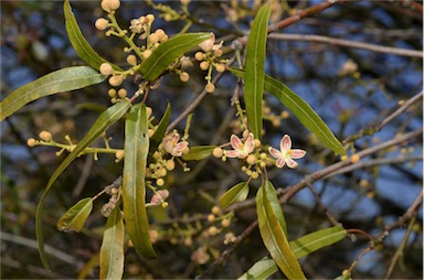 APII jpeg image of Brachychiton rupestris  © contact APII