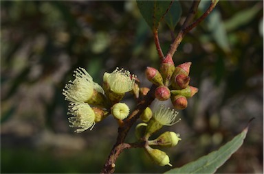 APII jpeg image of Eucalyptus angulosa  © contact APII