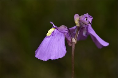 APII jpeg image of Utricularia dichotoma  © contact APII