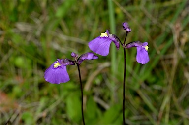 APII jpeg image of Utricularia dichotoma  © contact APII