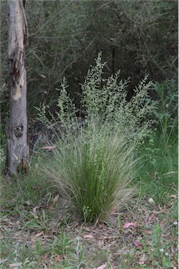 APII jpeg image of Poa labillardierei var. labillardierei  © contact APII