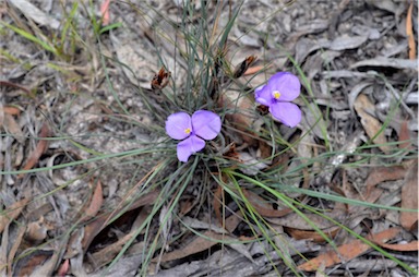 APII jpeg image of Patersonia sericea var. sericea  © contact APII