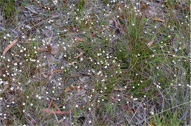 APII jpeg image of Mitrasacme polymorpha  © contact APII