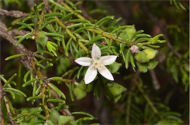 APII jpeg image of Philotheca salsolifolia subsp. salsolifolia  © contact APII