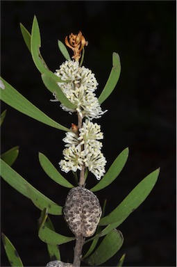 APII jpeg image of Hakea laevipes subsp. laevipes  © contact APII