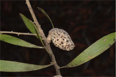 APII jpeg image of Hakea laevipes subsp. laevipes  © contact APII