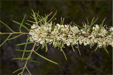 APII jpeg image of Hakea teretifolia subsp. teretifolia  © contact APII