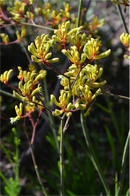 APII jpeg image of Anigozanthos 'Bush Pioneer'  © contact APII