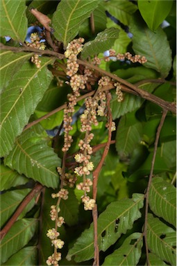 APII jpeg image of Cupaniopsis flagelliformis var. australis  © contact APII