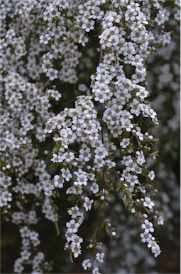 APII jpeg image of Leptospermum brevipes  © contact APII