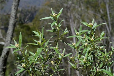 APII jpeg image of Ozothamnus stirlingii  © contact APII