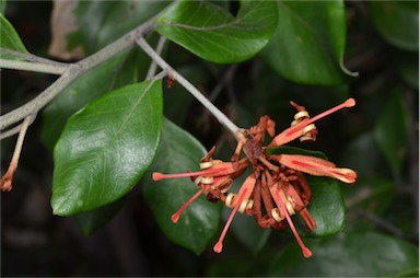 APII jpeg image of Grevillea oxyantha subsp. oxyantha  © contact APII