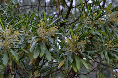 APII jpeg image of Bedfordia arborescens  © contact APII