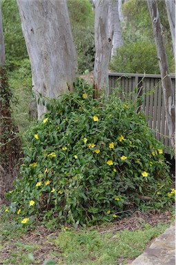 APII jpeg image of Hibbertia scandens  © contact APII