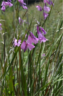 APII jpeg image of Dierama pendulum  © contact APII