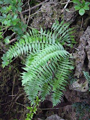 APII jpeg image of Asplenium listeri  © contact APII