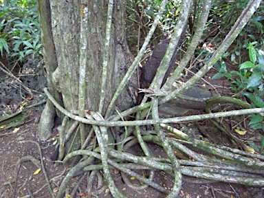 APII jpeg image of Schefflera elliptica  © contact APII