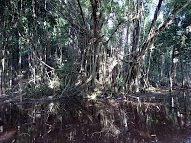 APII jpeg image of Ficus microcarpa  © contact APII