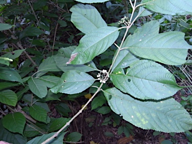 APII jpeg image of Callicarpa longifolia  © contact APII