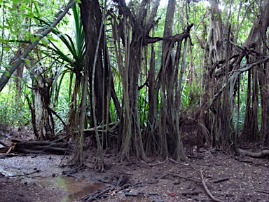 APII jpeg image of Ficus microcarpa  © contact APII