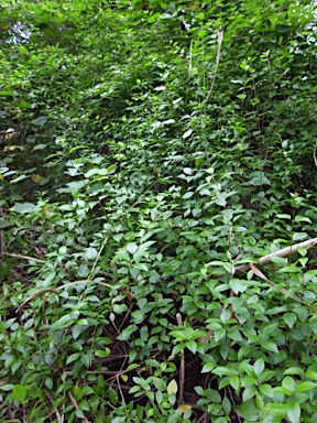 APII jpeg image of Clerodendrum inerme  © contact APII