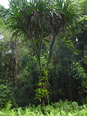 APII jpeg image of Pandanus elatus  © contact APII