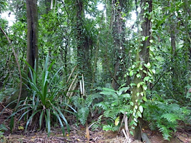 APII jpeg image of Hoya aldrichii  © contact APII