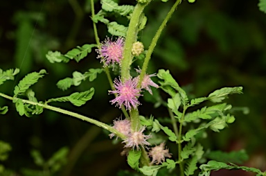 APII jpeg image of Mimosa invisa  © contact APII