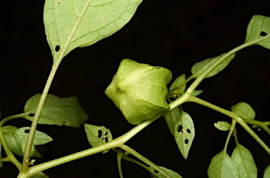 APII jpeg image of Physalis angulata  © contact APII