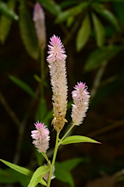 APII jpeg image of Celosia argentea  © contact APII