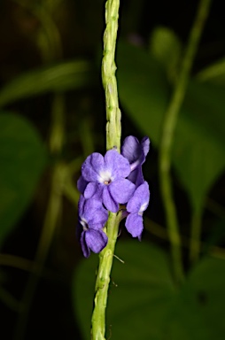 APII jpeg image of Stachytarpheta jamaicensis  © contact APII