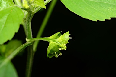 APII jpeg image of Acalypha indica  © contact APII