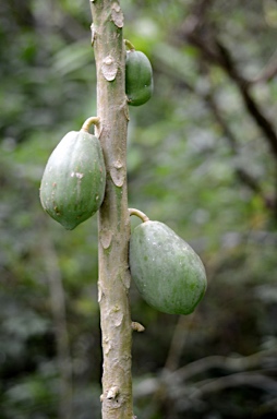 APII jpeg image of Carica papaya  © contact APII