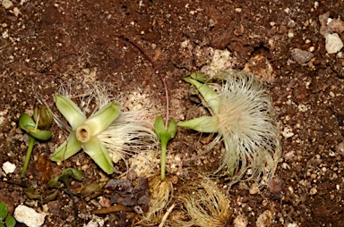 APII jpeg image of Barringtonia racemosa  © contact APII