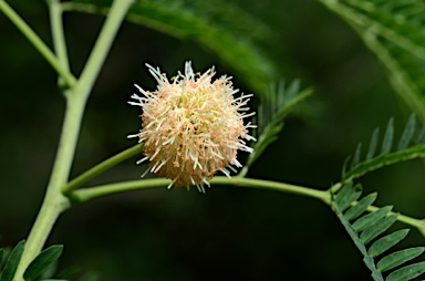 APII jpeg image of Leucaena leucocephala  © contact APII