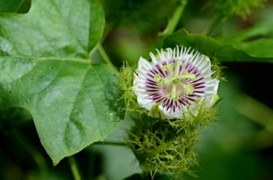 APII jpeg image of Passiflora foetida  © contact APII