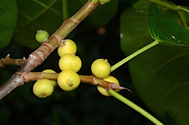 APII jpeg image of Ficus saxophila subsp. saxophila  © contact APII