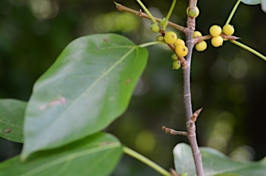 APII jpeg image of Ficus saxophila subsp. saxophila  © contact APII