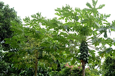 APII jpeg image of Carica papaya  © contact APII