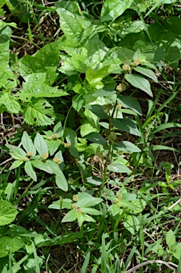 APII jpeg image of Euphorbia hirta  © contact APII