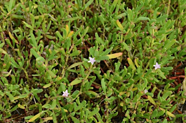 APII jpeg image of Sesuvium portulacastrum  © contact APII