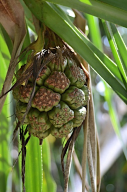 APII jpeg image of Pandanus christmatensis  © contact APII