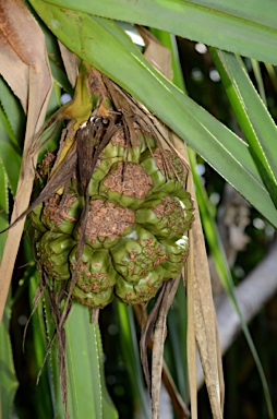 APII jpeg image of Pandanus christmatensis  © contact APII